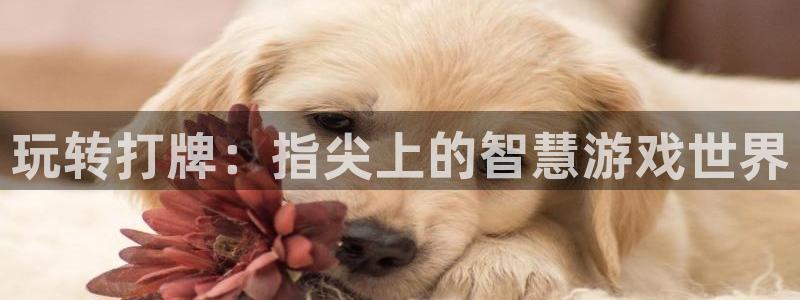 在线糖果派对游戏：玩转打牌：指尖上的智慧游戏世界